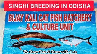 Singhi Breeding in BIJAY KALI CAT FISH HATCHERY of Dr Nilalohit Harichandan at Khordha Odisha [upl. by Nadab946]