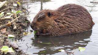 Two beavers talking to each other  turn it up to hear how they communicate [upl. by Herahab]