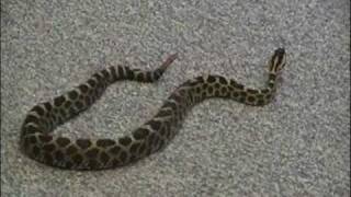 Eastern massasauga rattlesnake [upl. by Horst]