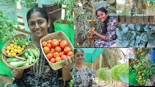 மாடித்தோட்டம் அறுவடைTerrace Garden update HarvestingTable Lemon🍋 How to maintain terrace Garden [upl. by Ardussi710]