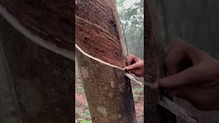 Rubber tree plant🌳 rubberfarming satisfying rubberwood bamboo rubber woodprocessing nature [upl. by Arua]