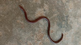 Brahminy Blind Snake  Indotyphlops braminus  2nd Smallest Snake  Snakes of India [upl. by Carlyle]