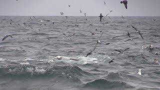 Spectacular Scilly Pelagic 18 August 2018 [upl. by Norvell]