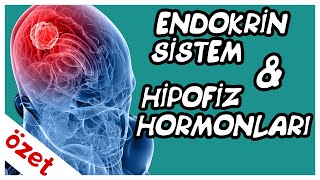 Endokrin Sistem  Hipofiz Hormonları Özet  AYT Biyoloji [upl. by Abas]