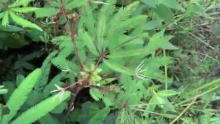 Mimosa polydactyla from Equador Folds up Its Leaves in Response to Touch [upl. by Olney]