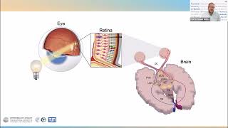 What does the eye tell the clock From mechanisms to translation 5 Sep 2023 [upl. by Obala268]