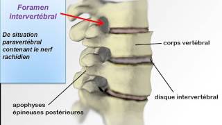 ANATOMIE MS Rachis [upl. by Zia]