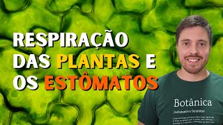 O que são estômatos e como as plantas respiram [upl. by Dorice]