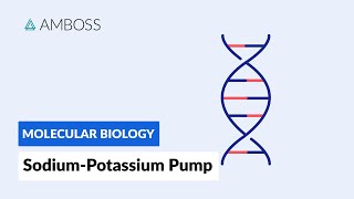 Sodiumpotassium ATPase Active Transport [upl. by Edrick464]