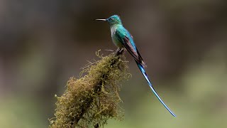 Hummingbirds at Guango Lodge  Birding in Ecuador in 4k [upl. by Amanda]