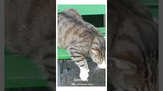 🇩🇪 GERMANY  НЕМЕЦКИЙ КОТ  GERMANY  GERMAN CAT [upl. by Ifok928]