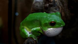 モリアオガエル鳴く。 Forest Green Tree Frog Rhacophorus arboreus [upl. by Rinum]