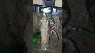 Poecilotheria Fasciata TARANTULA FEEDING [upl. by Enirbas631]