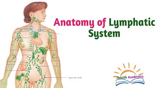 Anatomy of Lymphatic System Circulatory System Part 7 Interesting Video with Amharic Speech [upl. by Cirdahc]