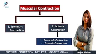 Muscular Contraction  Isometric Contraction Isotonic Contraction [upl. by Ibbed]