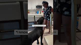 Bane knows not to go in that kitchen 😂😭 raisingbane funnydogvideos funnydogsoftiktok bigdogs [upl. by Eseilanna696]