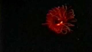 Operation Deep Scope 2005 EyeintheSea Bioluminescence [upl. by Che678]