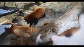 Red Panda Battle Royale [upl. by Notnef]