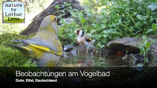 Beobachtungen am Vogelbad Dohr Eifel Deutschland [upl. by Nadruoj116]