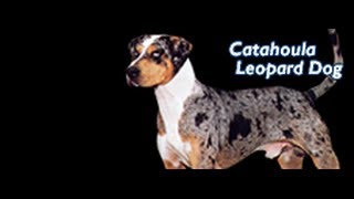 Louisiana Catahoula Leopard Dog Training ►► FREE Guide [upl. by Flosser]