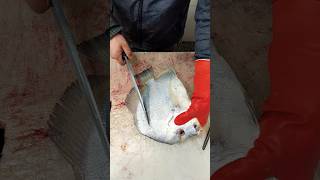 Interesting cut of beautiful fish  small steak cut [upl. by Niad]