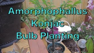 Planting Amorphophallus Konjac corms [upl. by Bart992]