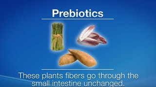 Prebiotics vs Probiotics What are the differences [upl. by Erland95]