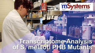 Transcriptome Analysis of S meliloti PHB Mutants  mSystems® [upl. by Alurta]