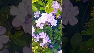 blue plumbago 💐🪴♥️srilankan flower bushy and looks so beautiful💐🪴♥️ [upl. by Shelia]