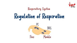 Regulation of Respiration  Respiratory Centre  Vet Bytes  Physiology [upl. by Sedicla]