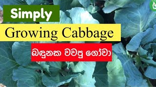 How to Grow Cabbage in Pots  ගෝවා  Ceylon Agri  Eng  Episode 01 [upl. by Anerroc424]