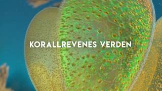 Korallrevenes verden Expedition Reef [upl. by Dagley]