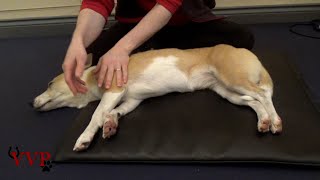 Canine Massage Technique Stroking with lots of relaxed dogs [upl. by Yelkao]