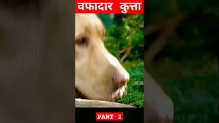 The faithful dog moviereview movie movieexplainedinhindi shorts [upl. by Trocki310]