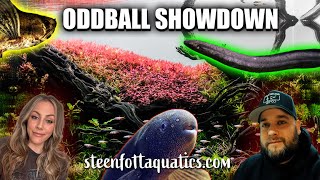 Bizarre Fish Battle The Ultimate Oddball Showdown [upl. by Obla938]