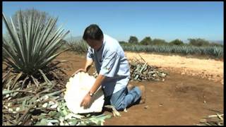 Campo Abierto  Características del Agave Tequilana Weber Variedad Azul [upl. by Chuck]