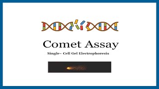 Comet Assay  Single Cell Gel Electrophoresis  Applications of Comet Assay  Comet Assay Procedure [upl. by Changaris]