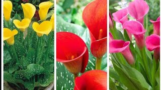 How to grow and care Calla lily Zantedeschia from bulb [upl. by Gnuoy]