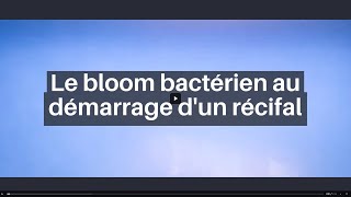 Le bloom bactérien au démarrage dun récifal  eau blanchâtre ou laiteuse [upl. by Hartnett844]