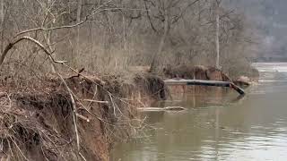 Ancient Shagbark Hickory Taken By The River [upl. by Airahs]