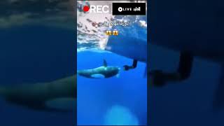 الأوركا تهاجم من تحت القارب beats shark art orca music whale wildlife art animals dolphin [upl. by Rosio]