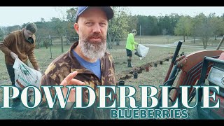 Planting Powderblue Blueberries in Zone 8a  EP 192 [upl. by Akemat]