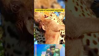 Rare Video Leopard Eating Baby Warthog Alive Unbelievable Wildlife Encounter [upl. by Kinch37]