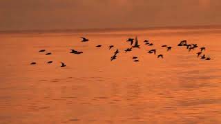 Shorebirds at Twilight [upl. by Wilder844]