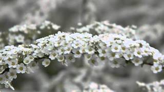 Spiraea cineraria Grefsheim [upl. by Lashondra745]