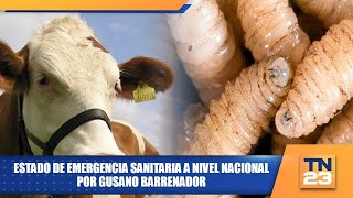 Estado de emergencia sanitaria a nivel nacional por gusano barrenador [upl. by Narmi210]