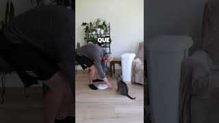 Perro aprende a usar el basurero y juega broma a su hermano gato [upl. by Ced439]