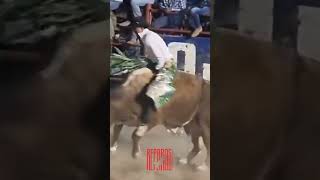 REY RIELERO toros reparospotosinos slp jaripeo jaripeopotosino elteniente eltenienteslp [upl. by Loyce656]