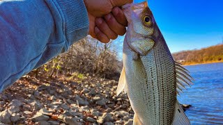 Tennessee White Bass [upl. by Attenweiler]