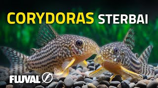 Species Spotlight  Sterbas Corydoras [upl. by Alia274]